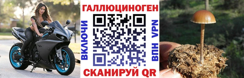 закладка  Камышин  Галлюциногенные грибы Psilocybe 